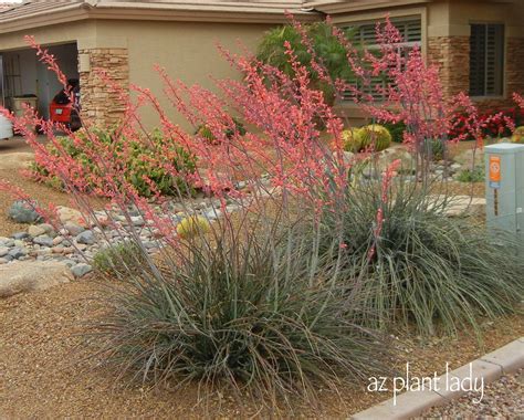 Beautiful, Low-Maintenance Red Yucca - Ramblings from a Desert Garden