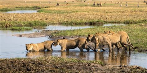 10 Days Luxury Botswana Wildlife Safari | Botswana luxury safari