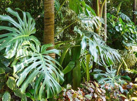 Subtropical plants in summer city park grove — Stock Photo © wildman ...