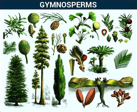 Gymnosperms - Introduction,Characteristics and its Classification