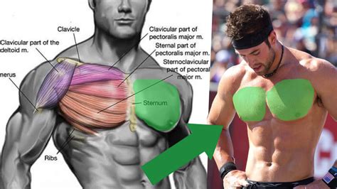 The Most Effective Chest Workout | BOXROX