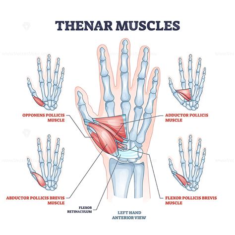 Thenar muscles for fingers movement with thumb and palm outline diagram - VectorMine