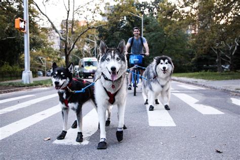 Keeping City Dogs Fit: Explore Stimulating Sports For Urban Dog Owners