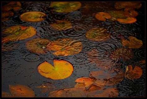 Pin on It's raining | Autumn rain, Rain photo, Patterns in nature