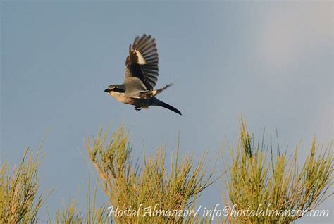 ¿Cómo comenzar a observar aves? - Hostal Almanzor