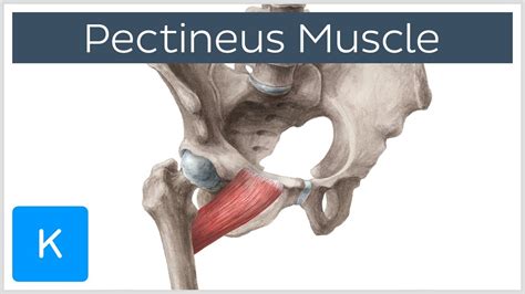 Pectineus Muscle - Origin, Insertion, Function & Innervation - Anatomy | Kenhub - YouTube in ...