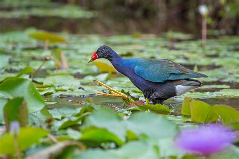 THE PURPLE GALLINULE