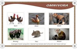 Omnivor Haiwan Yang Makan Daging Dan Tumbuhan