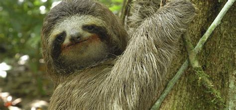 Rainforest Animal Adaptations Sloth | RAINFOREST ANIMAL