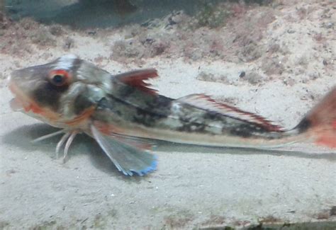 Gurnard species - ZooChat