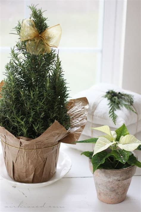 Rosemary Tree | Rosemary tree, Christmas decorations rustic, Christmas diy