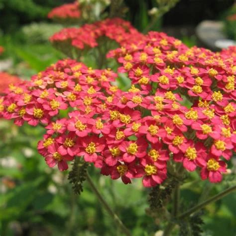 Red Yarrow Seeds | Flower Seeds in Packets & Bulk | Eden Brothers | Deer resistant plants ...