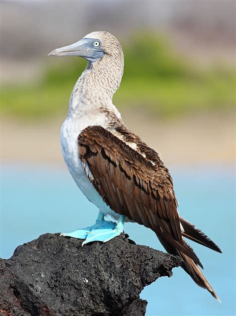 Blue-footed booby - Wikipedia