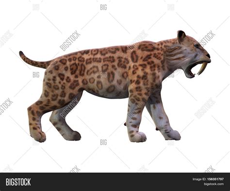 Saber-toothed Cat Image & Photo (Free Trial) | Bigstock