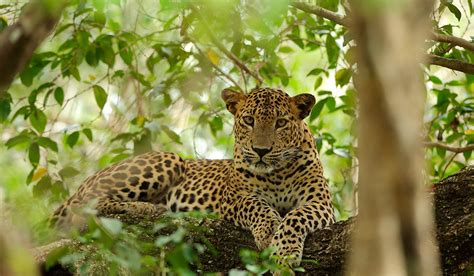 Leopards in Sri Lanka | Sri Lankan Leopards | Mammals in Sri Lanka