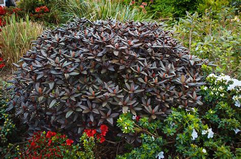 Everred Rhododendrons For Sale | The Tree Center™