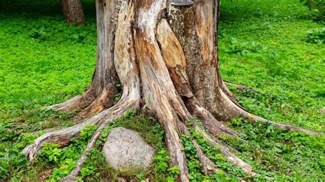 Your Guide To Tree Root Removal – Forbes Home