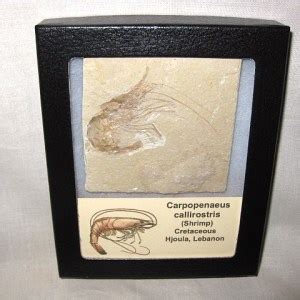 Crustacean Fossils for Sale | Fossils for Sale