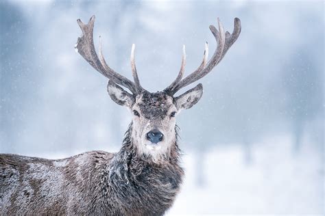 Deer Photography In Snowfall