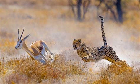 Is Cheetah The Fastest Animal? - JournalHow