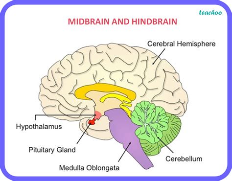 [Class 10] Human Brain - Strcture, Major Regions and it's functions