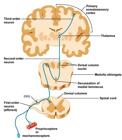 dorsal column medial lemniscus pathway animation - Google Search | Pta programs, Anatomy and ...