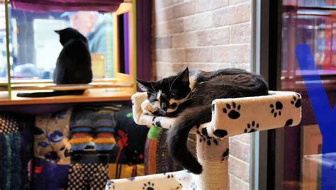 5 things to know before visiting The Kitty Cafe Leeds - Yorkshire Tots ...