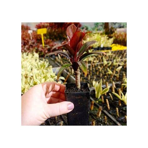 Indoor Plant Starter Kit – Divine Plants Online Shop