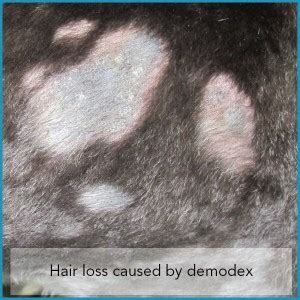 Demodex Mites and Dogs – The Skin Vet