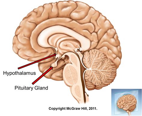 Hypothalamus-Pituitary Hormones and their functions | Time of Care