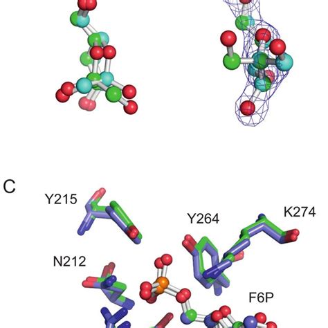 (A) Superposition of α-fructose-6-phosphate (green) and... | Download ...