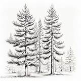 Pine Tree Coloring Pages For Nature Lovers – I Have Crayon sketch template