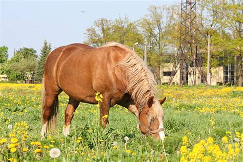 Draught Animals Stock Photos, Pictures & Royalty-Free Images - iStock