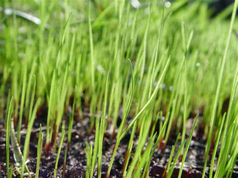 How to Plant Grass Seed in 10 Simple Steps - Lawn Care Blog | Lawn Love