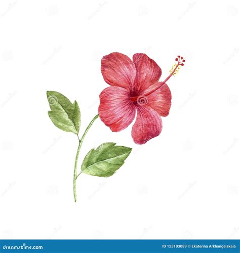 Watercolor Drawing Flower of Red Hibiscus Stock Image - Image of color, botany: 123103089