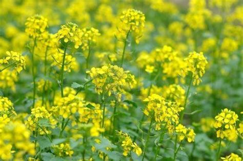 Common Yellow Mustard | Harmony Farm