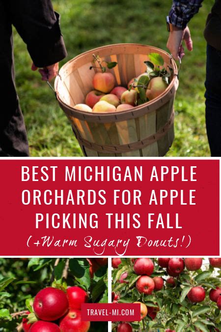 BEST Michigan Apple Orchards, Apple Picking, U Pick | Visit This Year