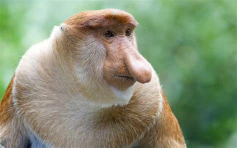 Types of Monkeys | Monkey Facts and Information