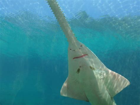 saw nose shark at the marine habitat tunnel, at the Atlantis hotel in the Bahamas Sharks ...