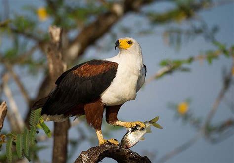 Bateleur Eagle: National Bird of Zimbabwe | Interesting Fact About Bateleur Eagle