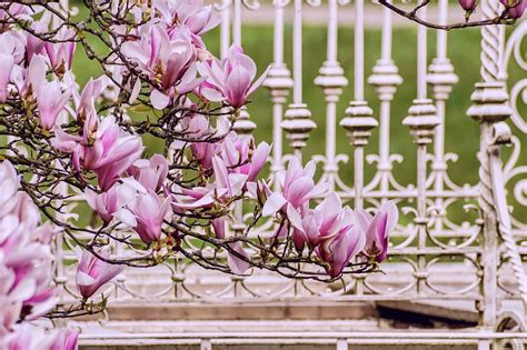 Magnolias Spring Greeting - Free photo on Pixabay - Pixabay