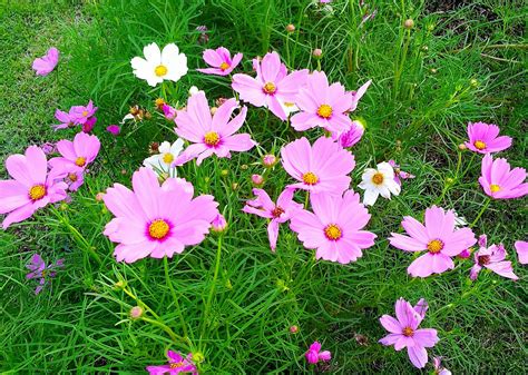 Cosmos Flowers - Easy Garden Flowers