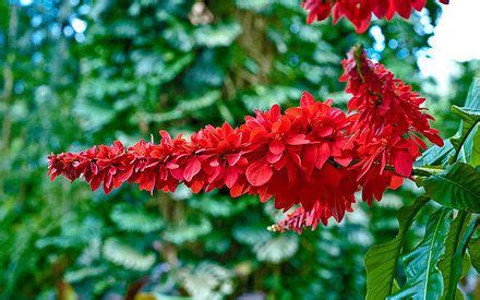 Pin on National Flower of Trinidad and Tobago