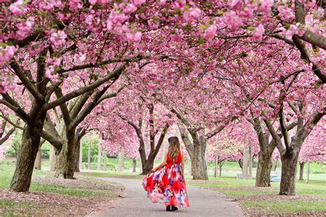 Best Places to See Cherry Blossoms in NYC