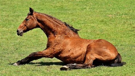 Colic In Horses: Signs, Diagnosis & Treatment | Your Vet Online