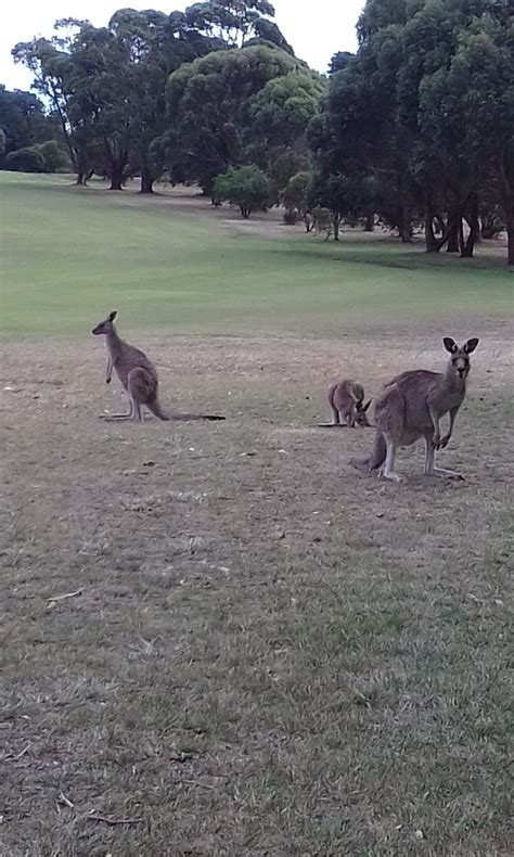 Wonthaggi Golf Club - McKenzie Street, Wonthaggi VIC 3995, Australia