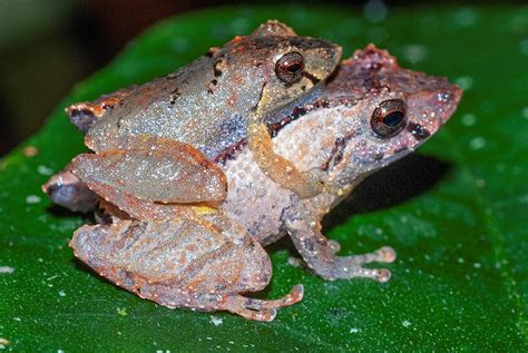 Pristimantis koki, nowy gatunek żaby poświęcony prof. P. Kokowi!