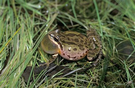 Pacific Chorus Frog Natural History