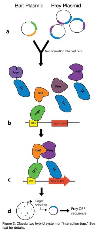 Tips for Screening with Yeast Two Hybrid Systems