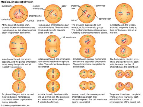 Meiosis | cytology | Britannica.com